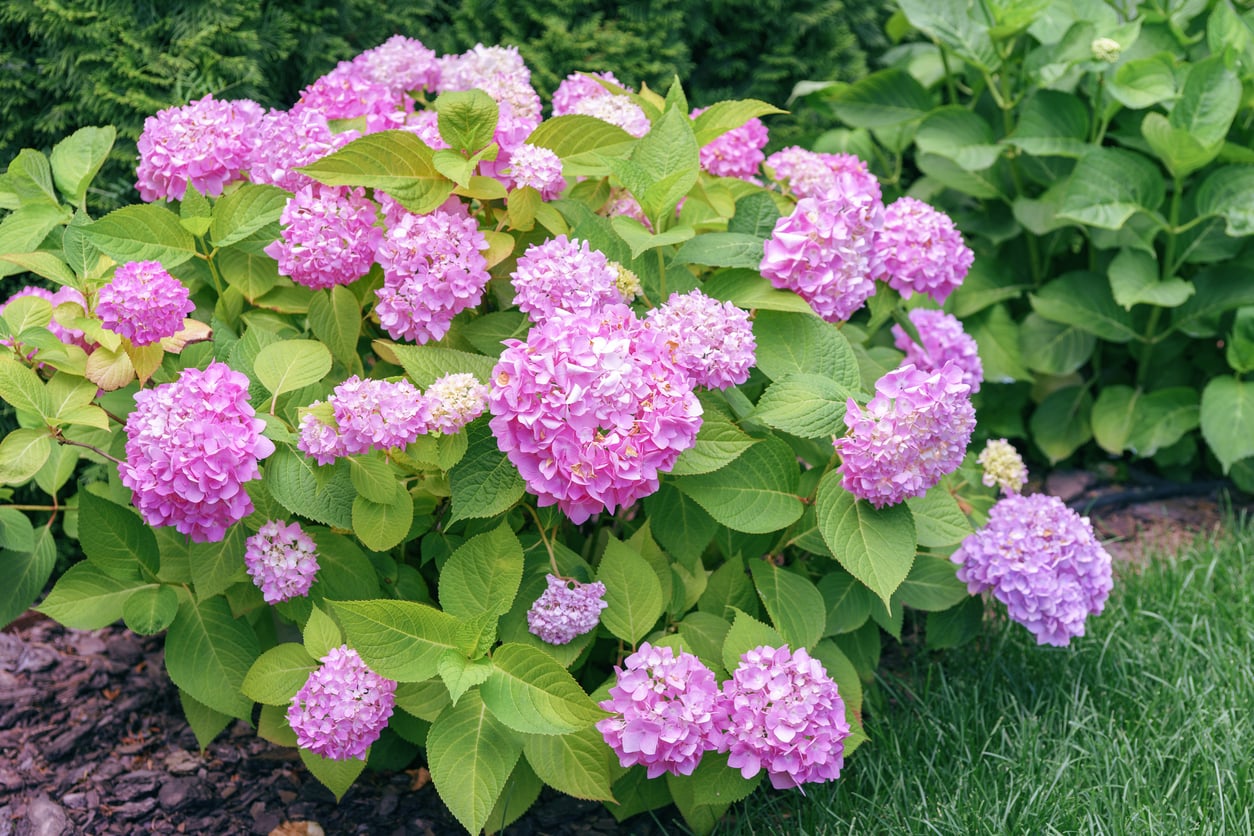 hydrangea macrophylla Annabelle