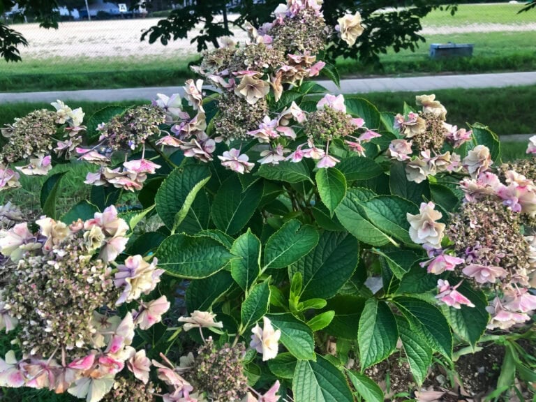 7 Things Hydrangeas Need During Hot Summer Weather