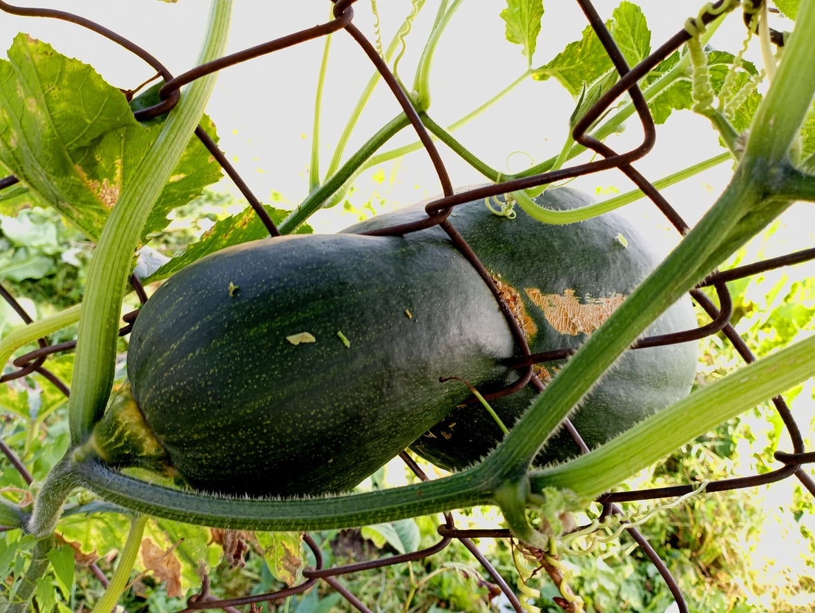 vegetable clamped between metal wires trellis