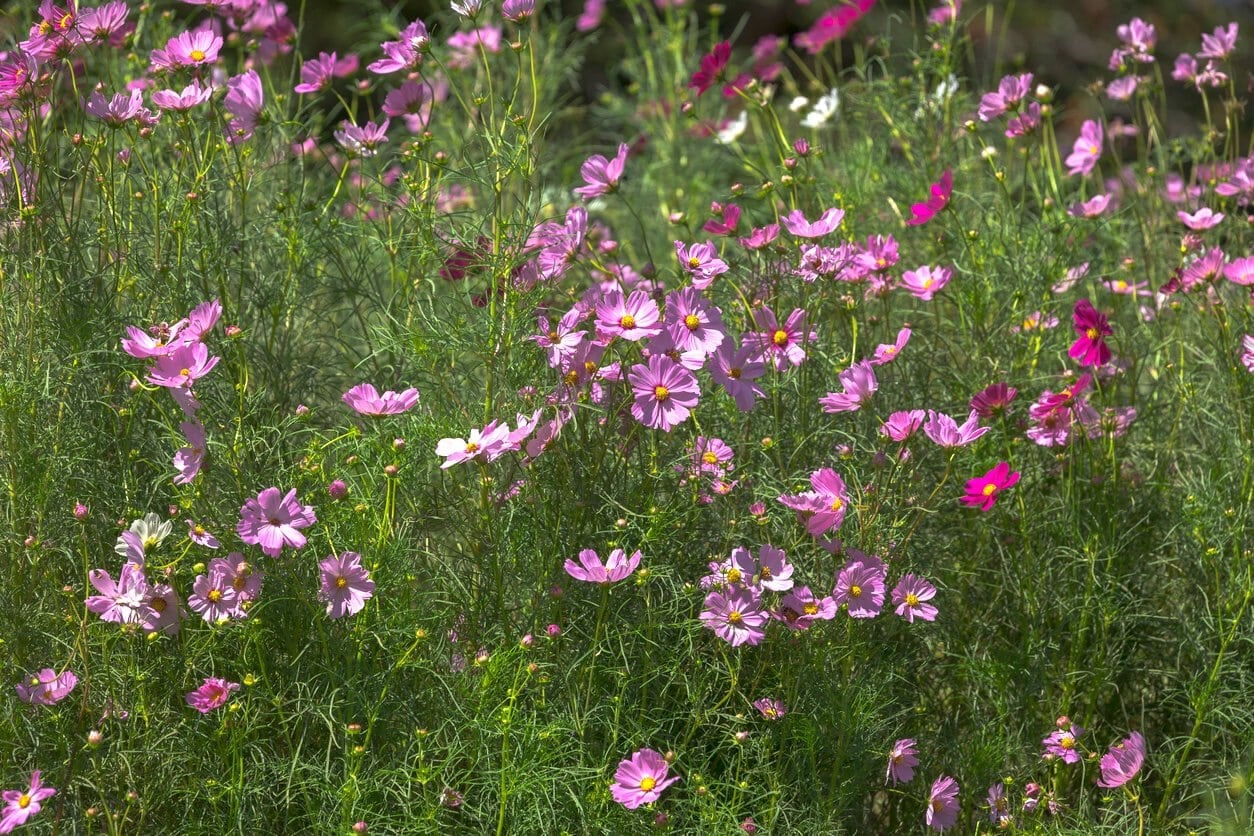 Cosmos flower