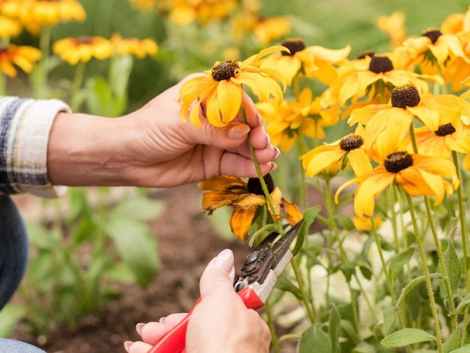 Cutting rudbeckia
