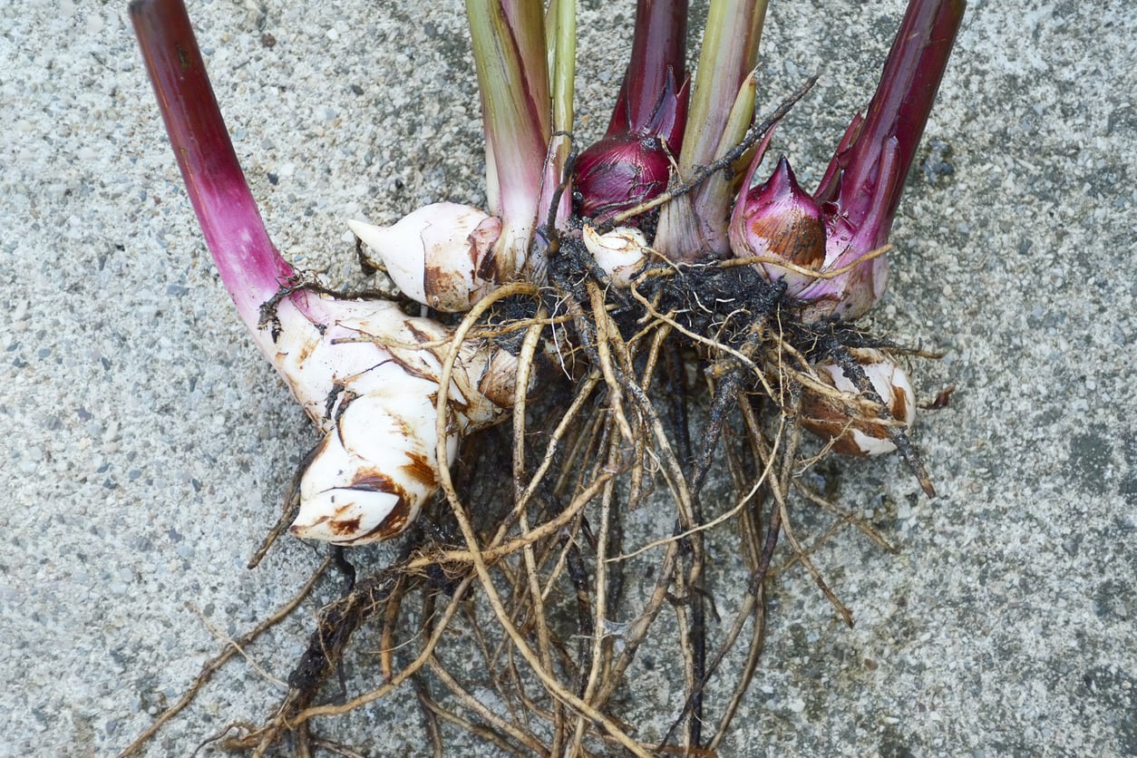 Canna rhizomes