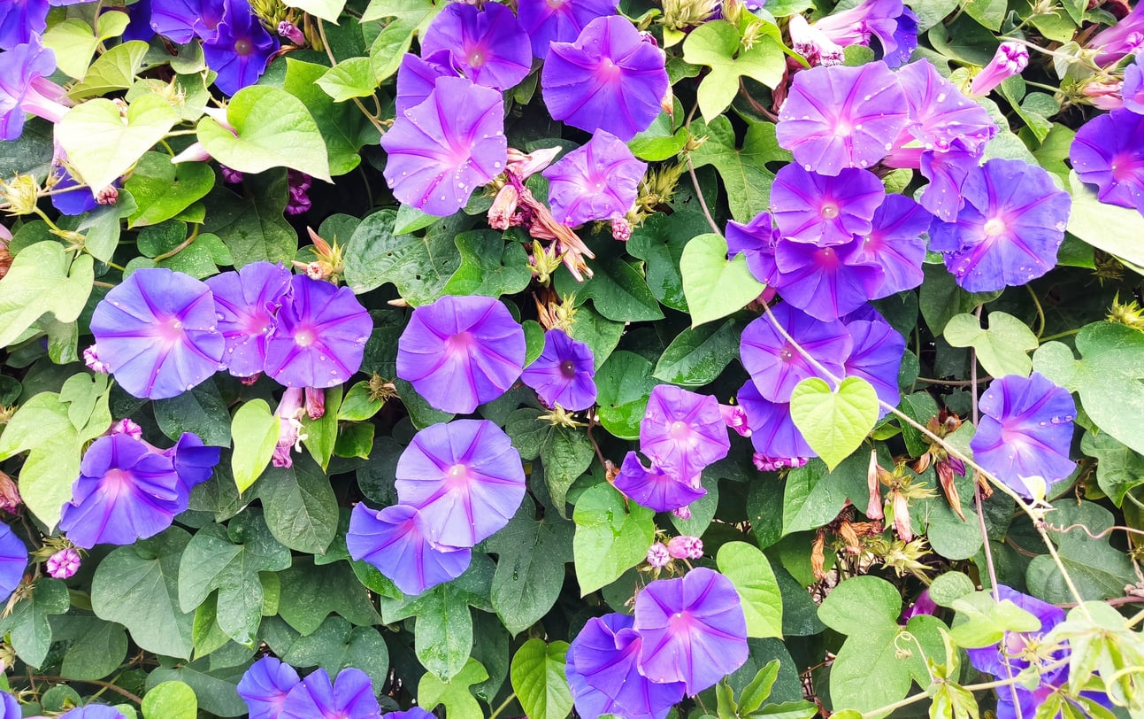 Morning glory