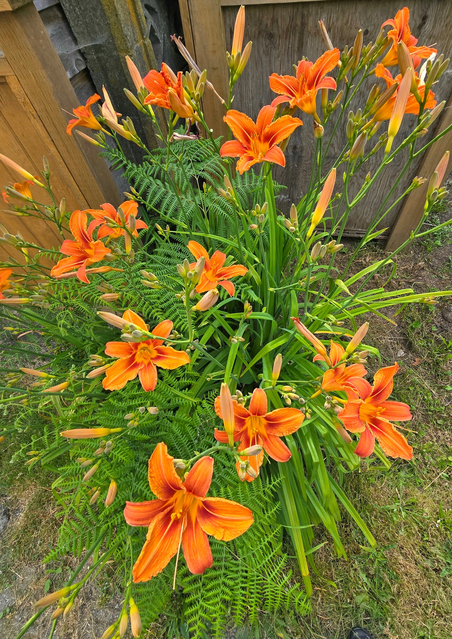 Daylily and sea holly