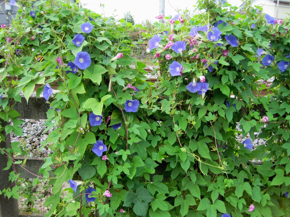 morning glory flowers