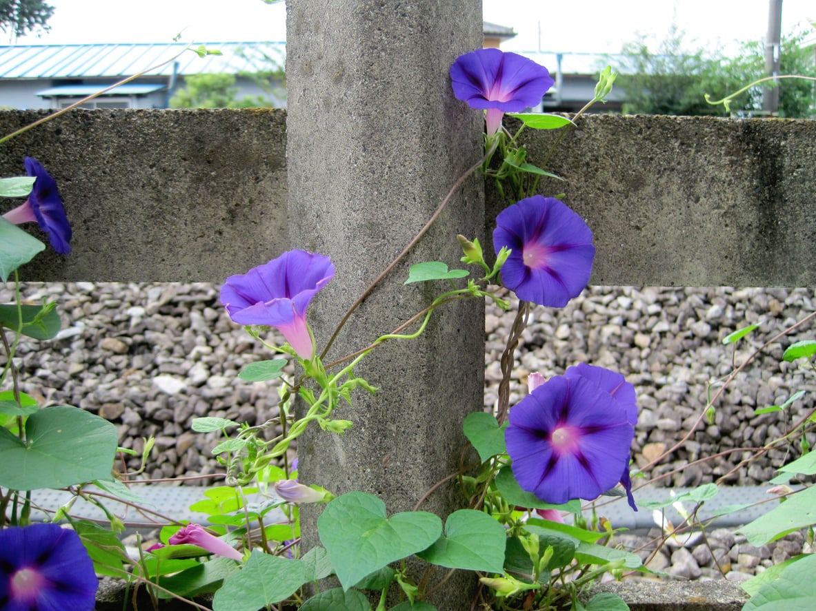 morning glory flowers