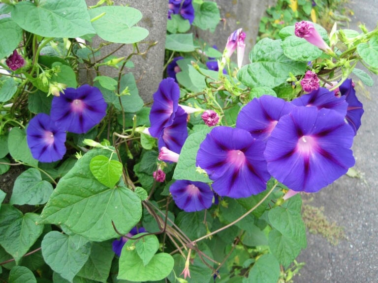 9 Morning Glory Care Tips For More Blooms In Summer