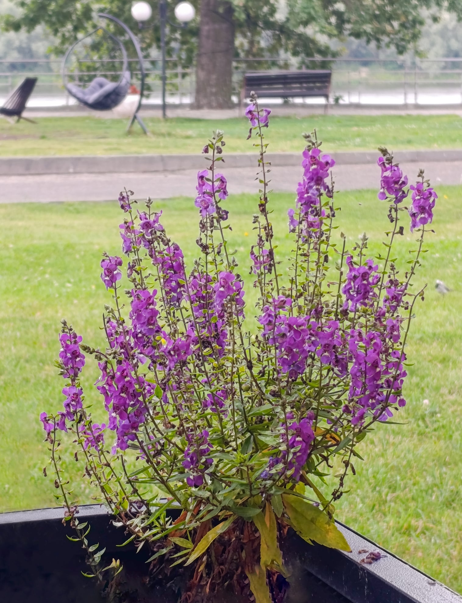 Angelonia Grdianangl Blue blooms in a flowerbed