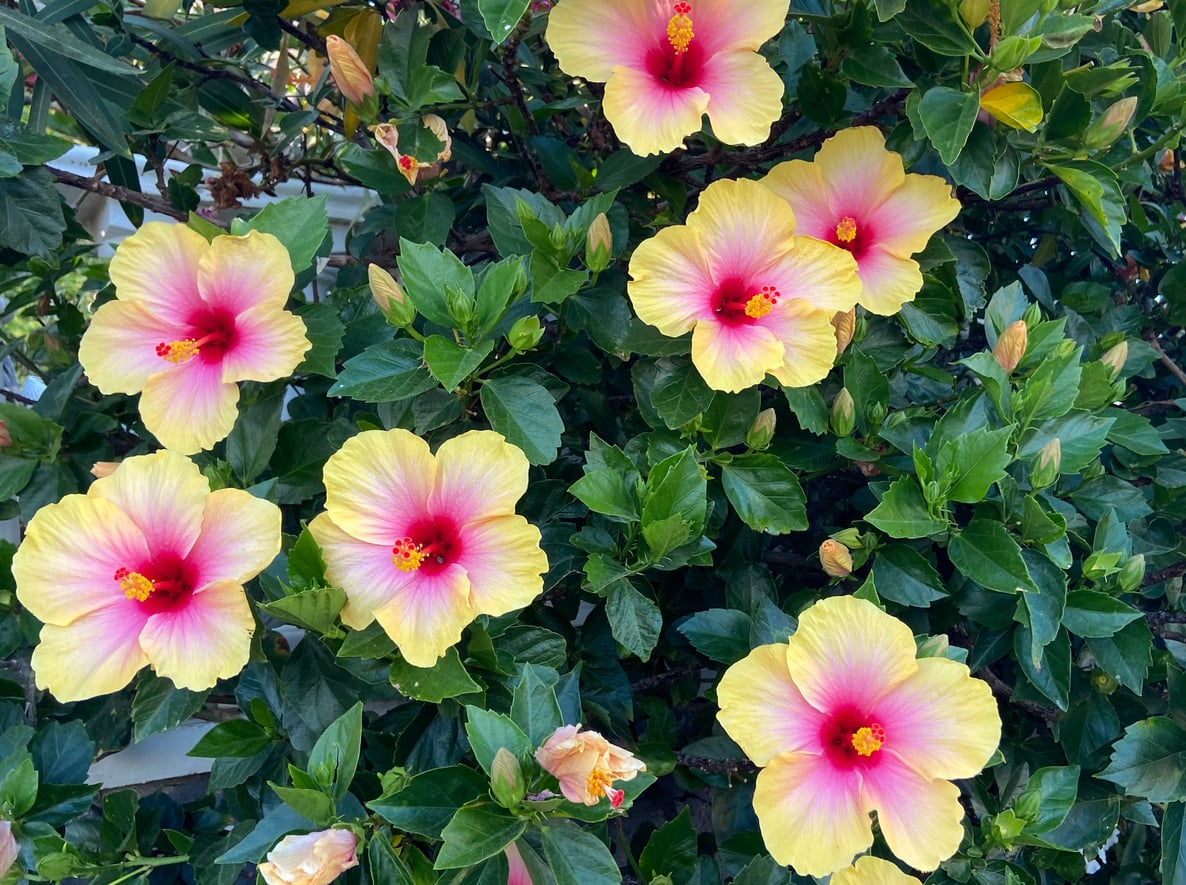 Chinese hibiscus (Hibiscus rosa-sinensis)
