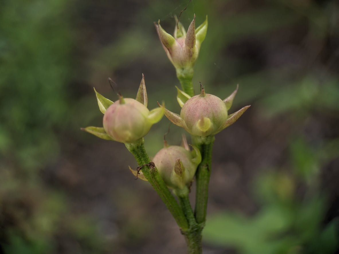 Ipomoea seed capsules
