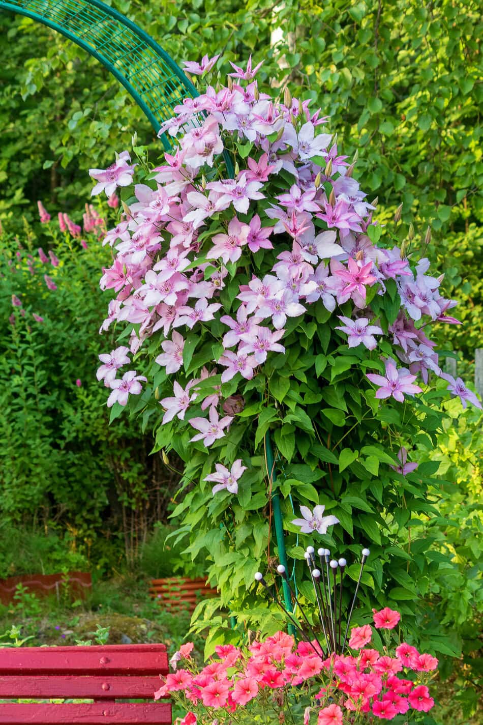 clematis of the 'Piilu'