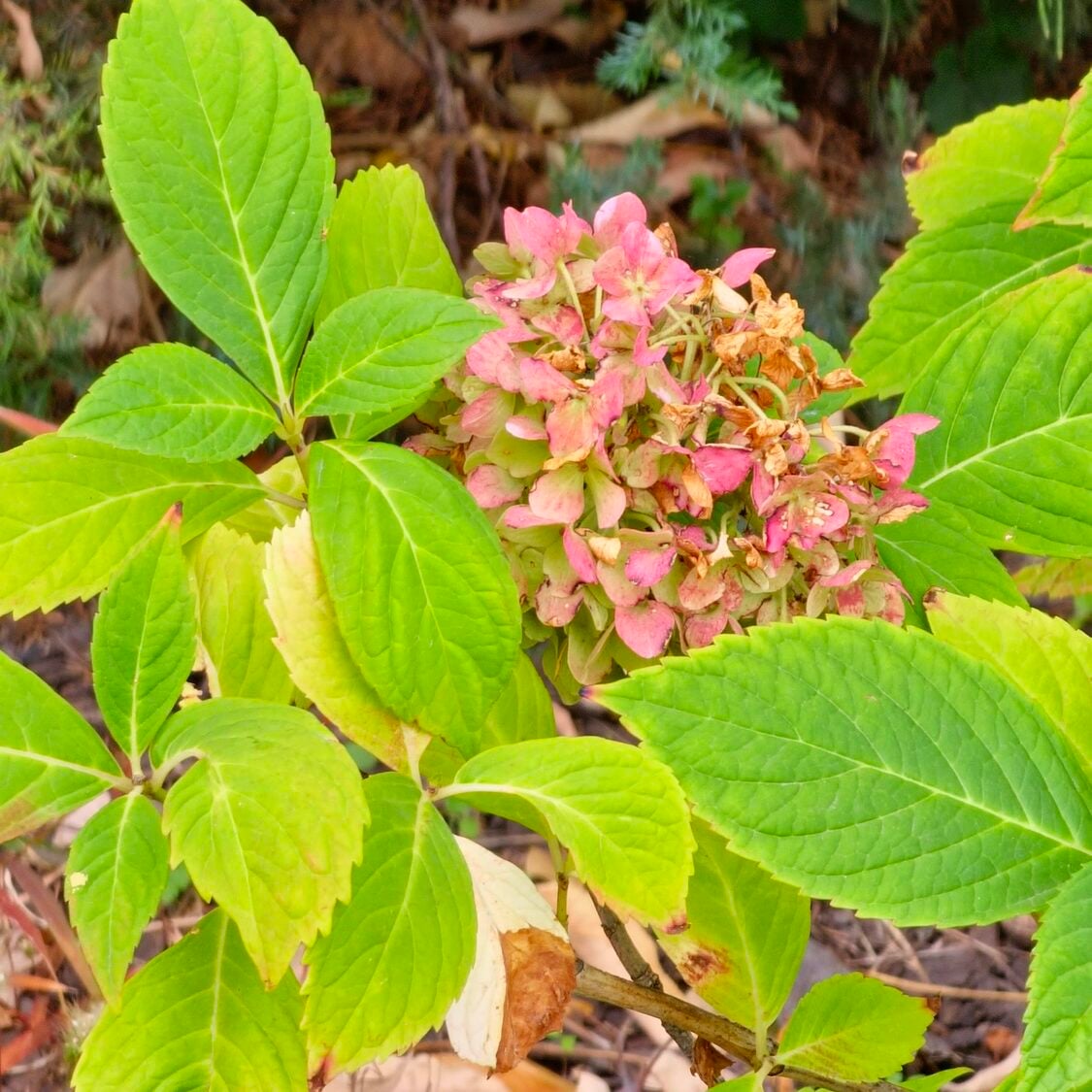 aging pink hydrangea flowers faded