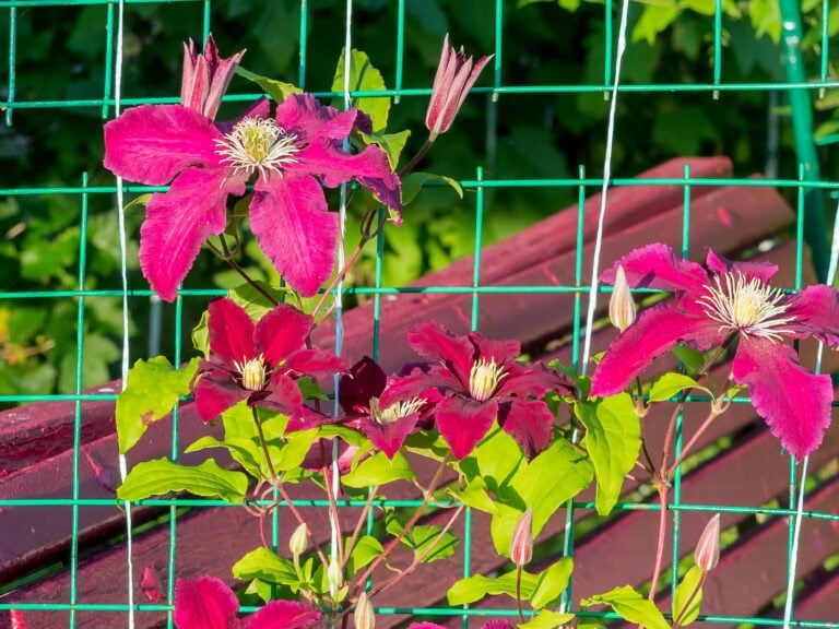 9 Summer Clematis Care Tips for More Blooms and Healthier Vines