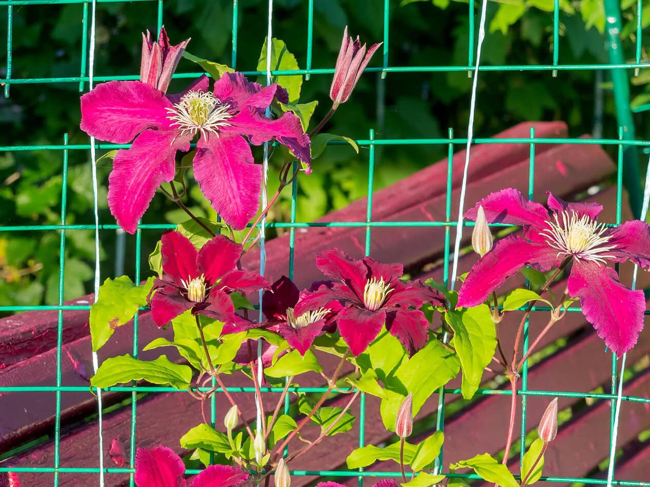 clematis 'Niobe'