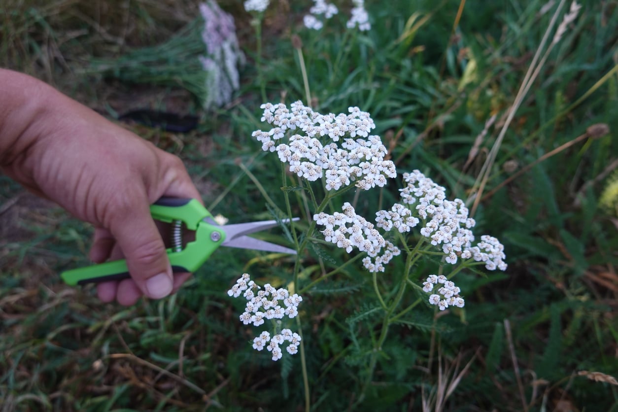Pruning yarrow