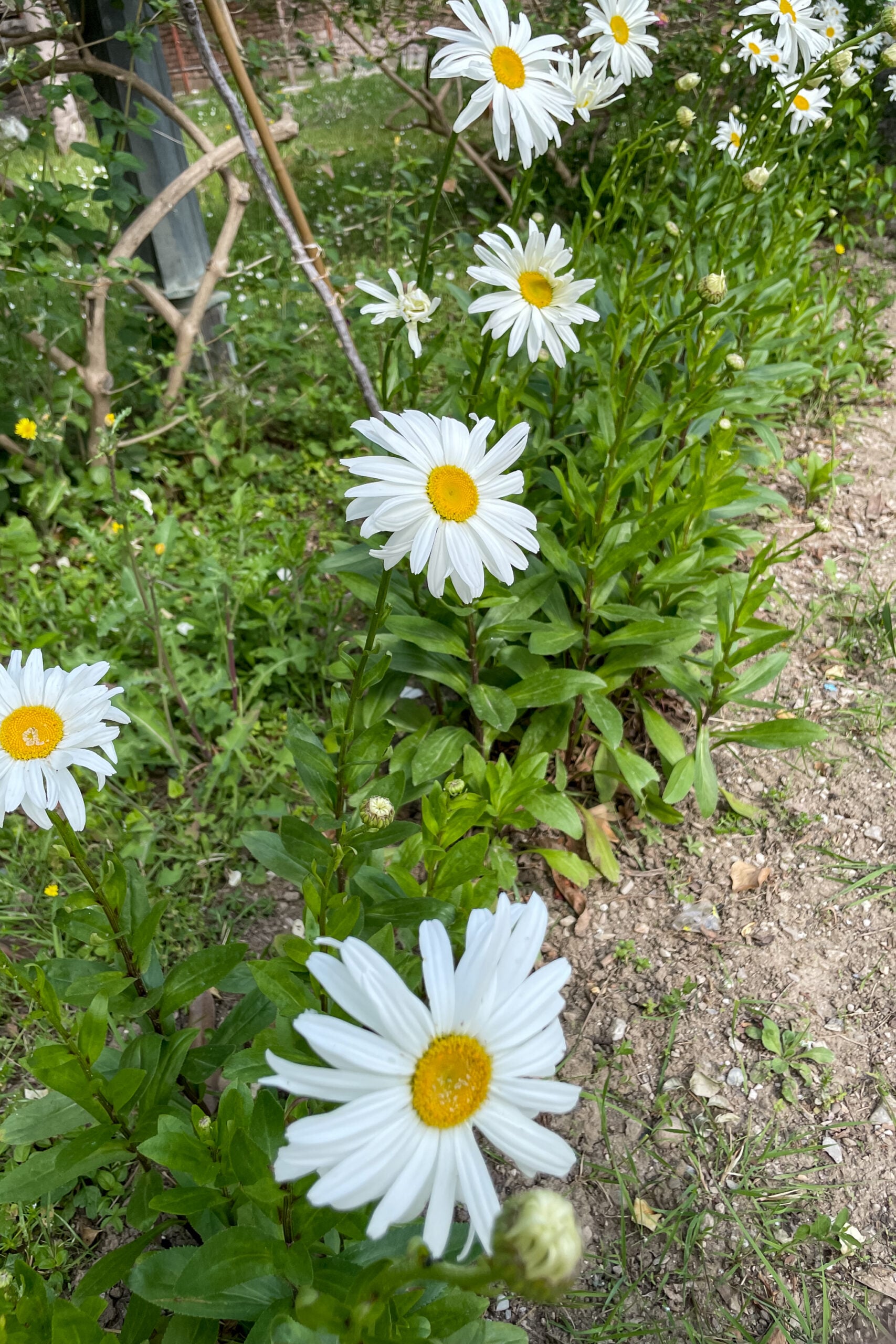 Leucanthemum superbum (shasta daisy)