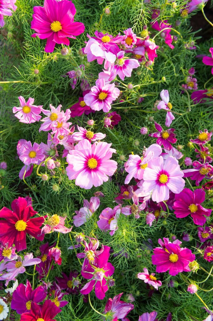 Cosmos flowers