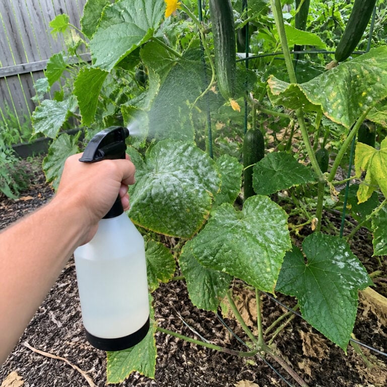 8 August Cucumber Tasks to Keep Vines Producing Longer