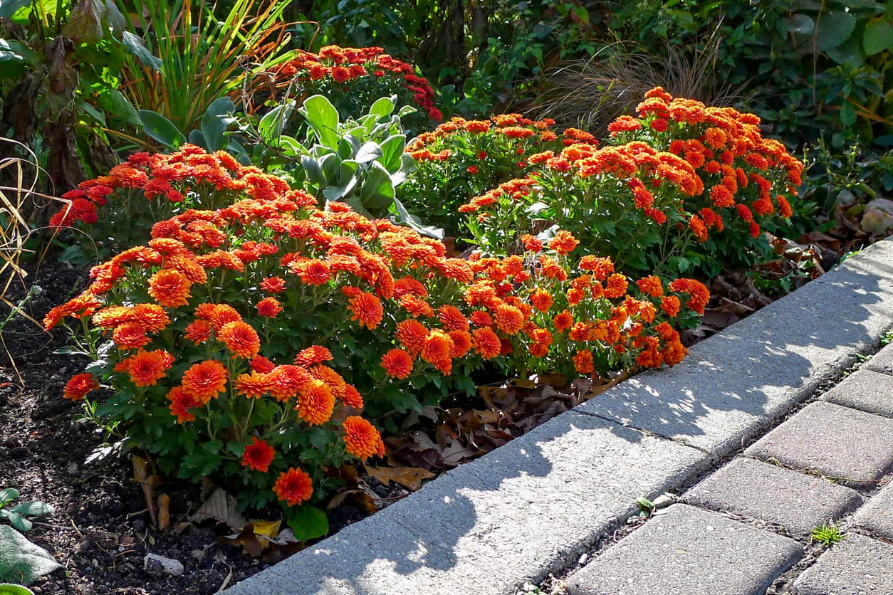 red-orange chrysanthemum