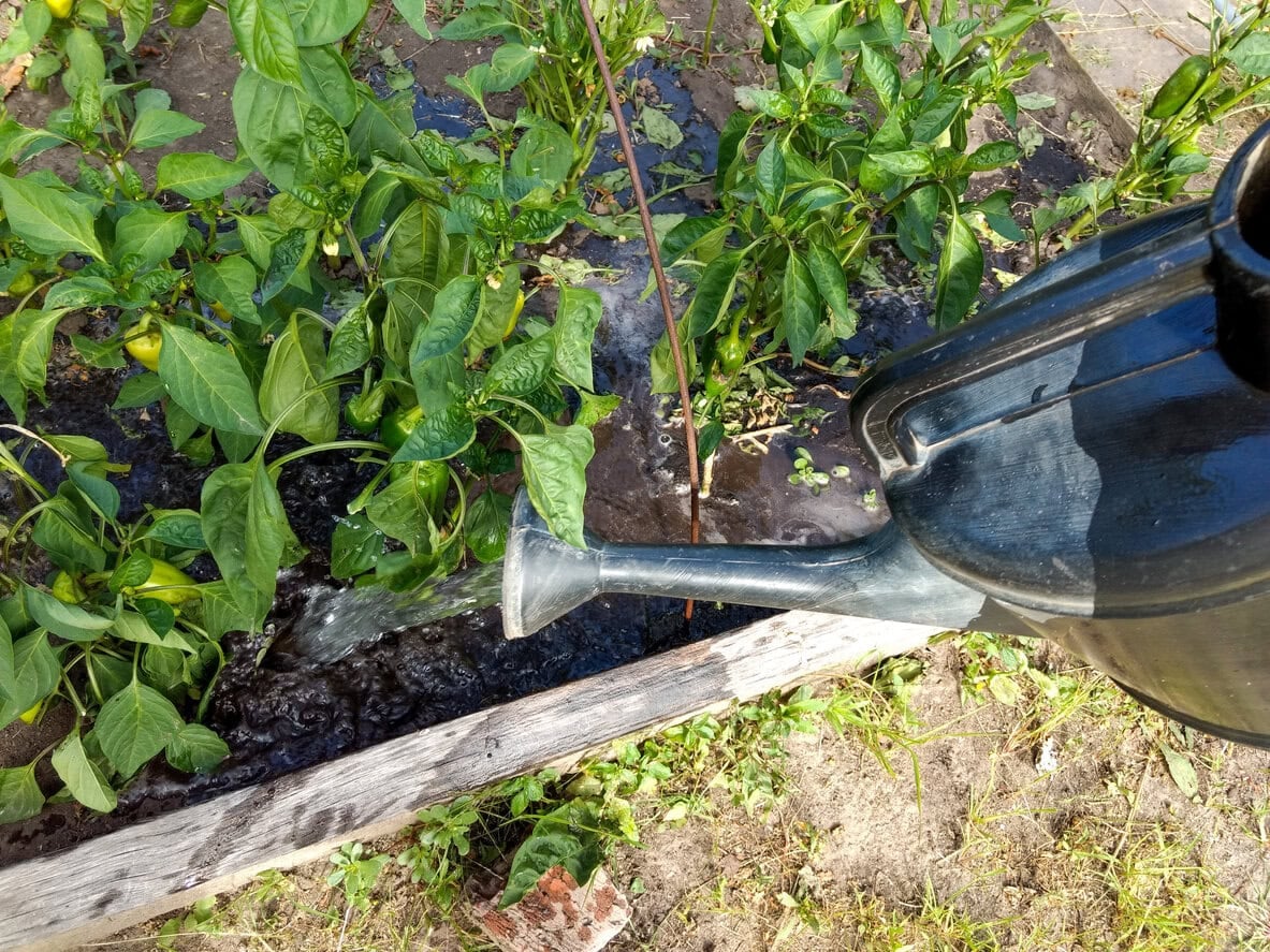 Watering pepper plant