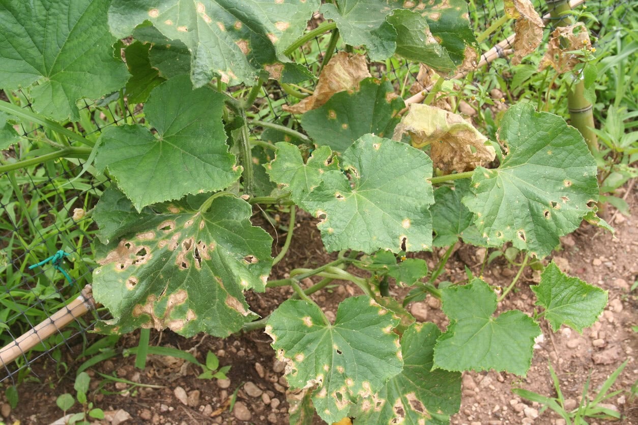 Cucumber plant with disease (Colletotrichum orbiculare or anthracnose)