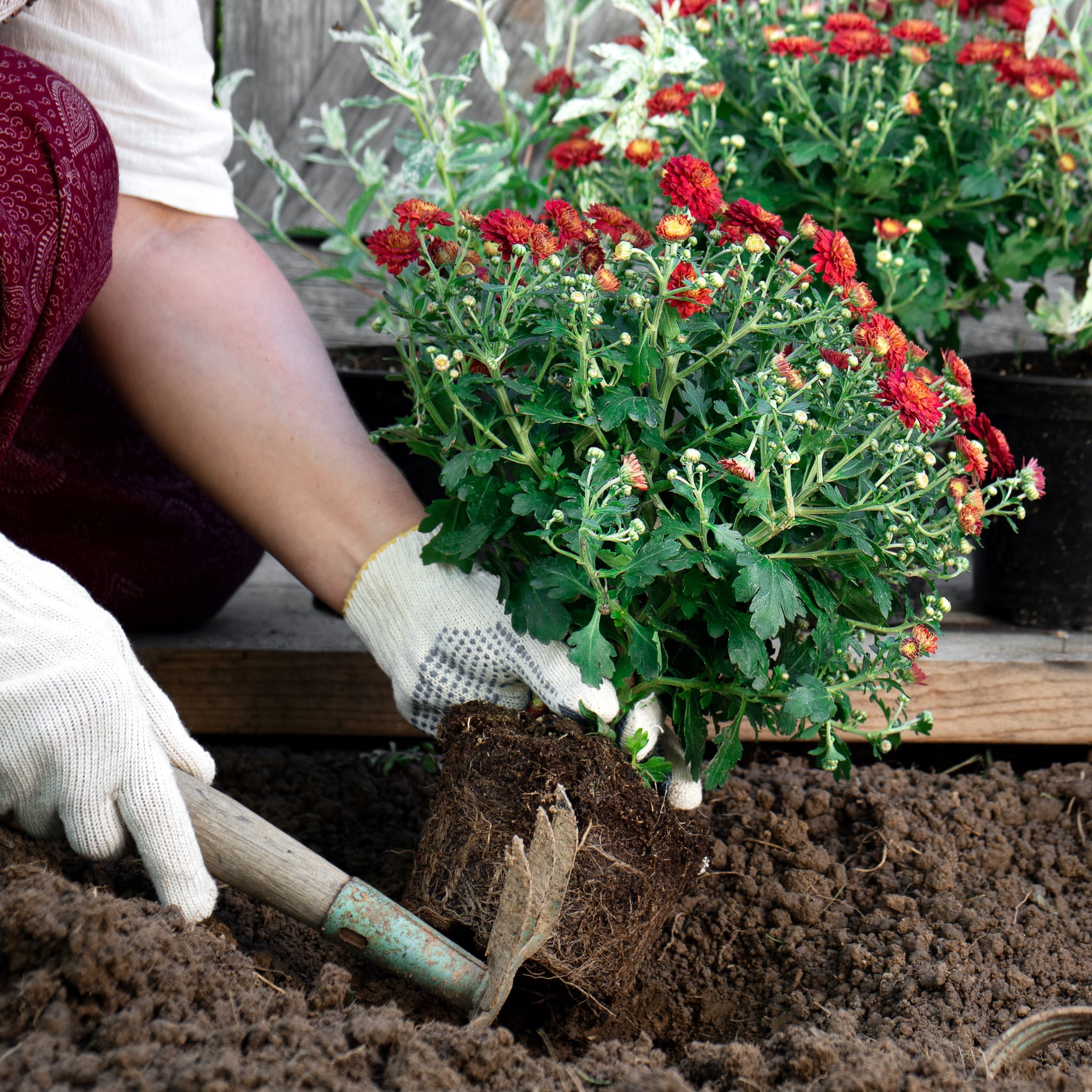Planting chrysanthemum