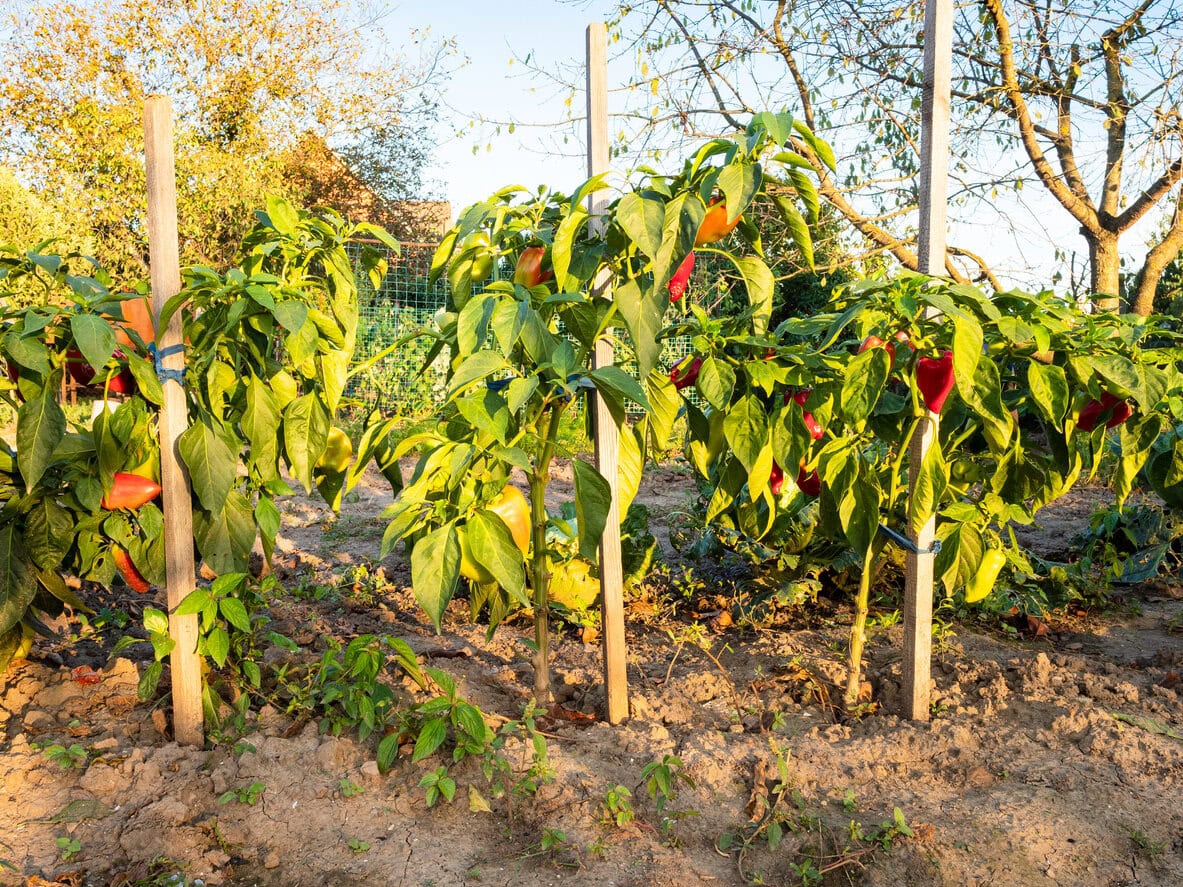 Bell peppers tied to wooden stakes