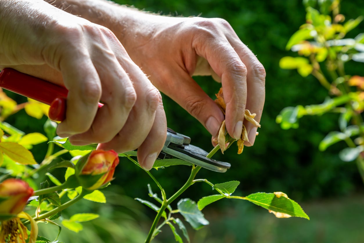 Deadheading roses