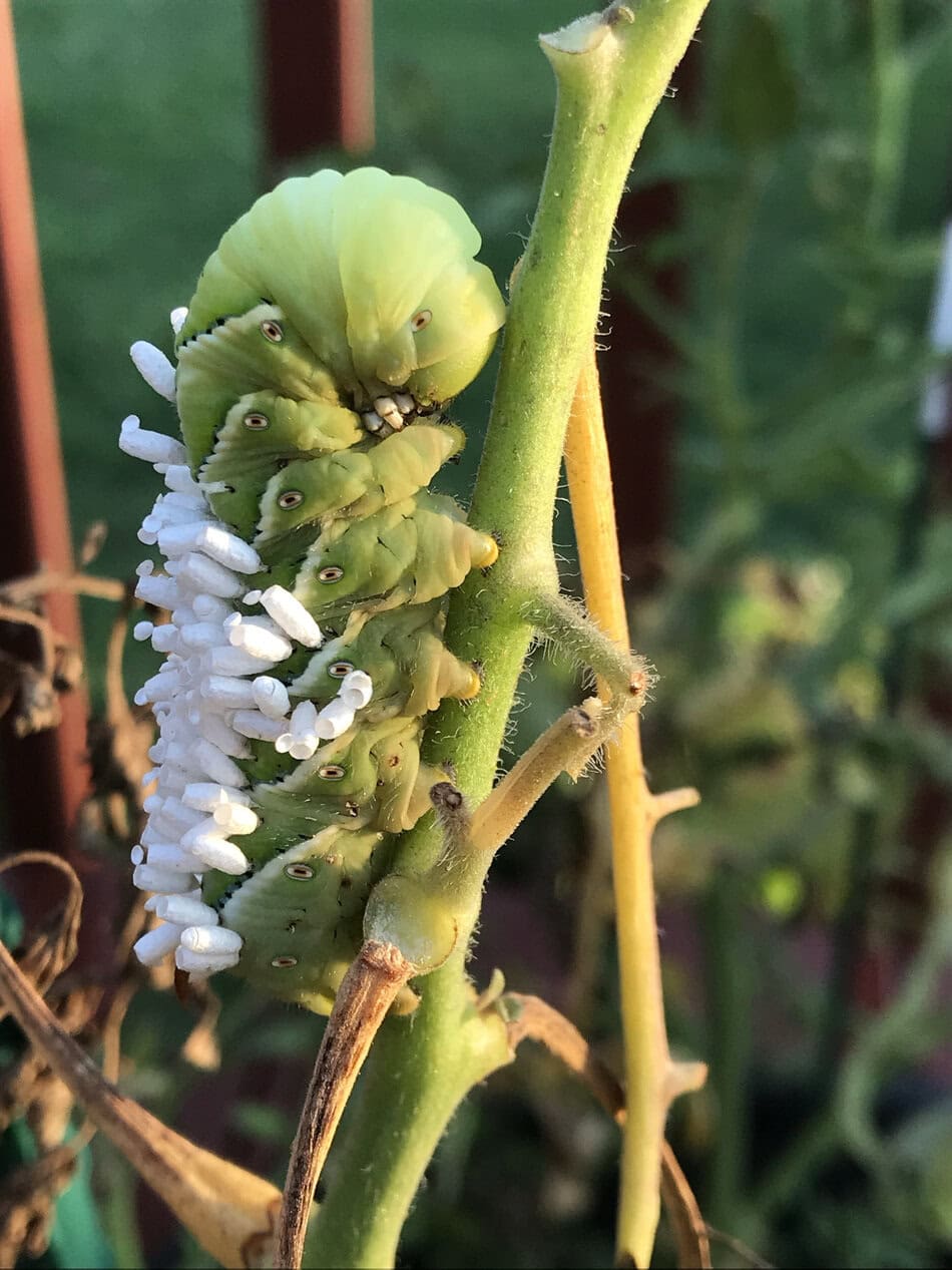 Tomato hornworm
