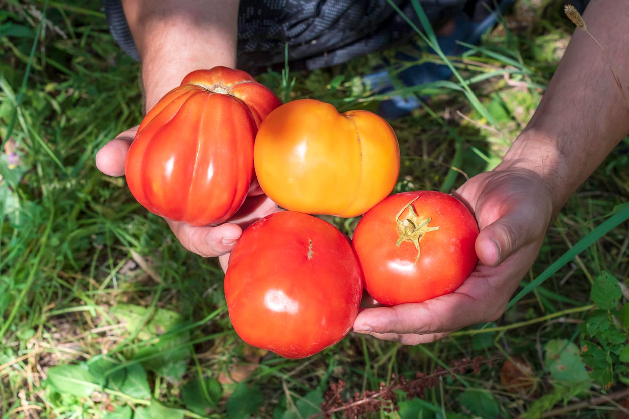 Harvesting tomatoes