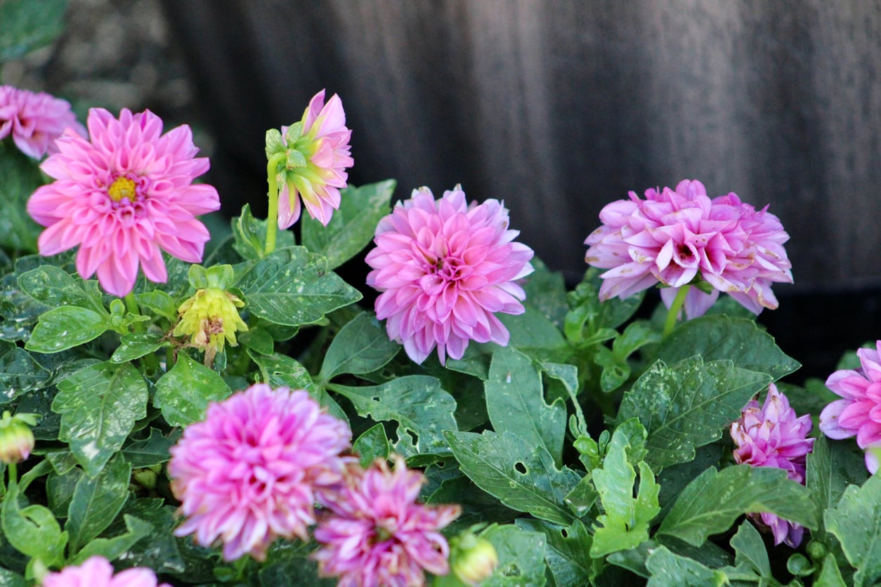 Dahlia
