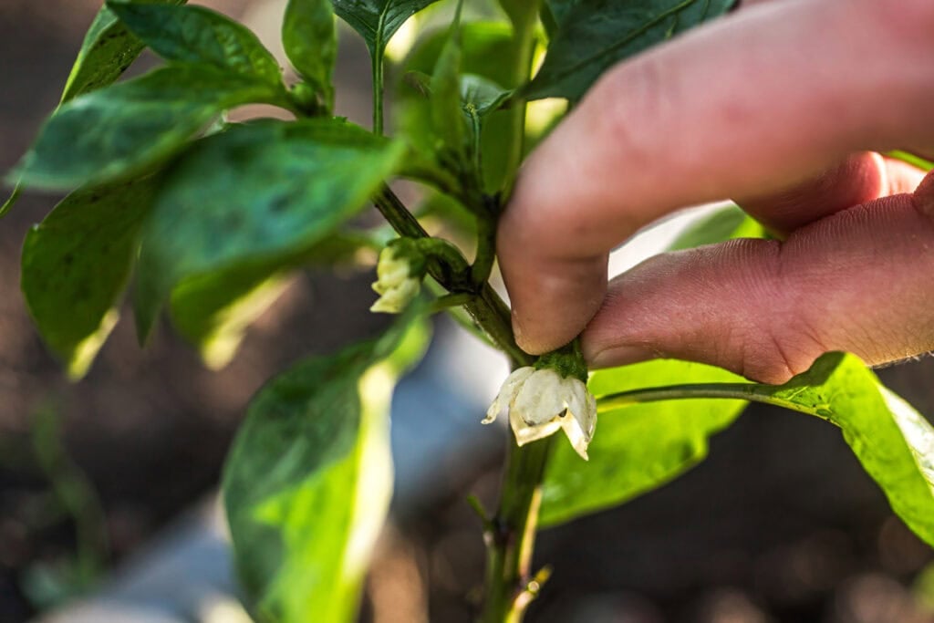 Pinching pepper flowers