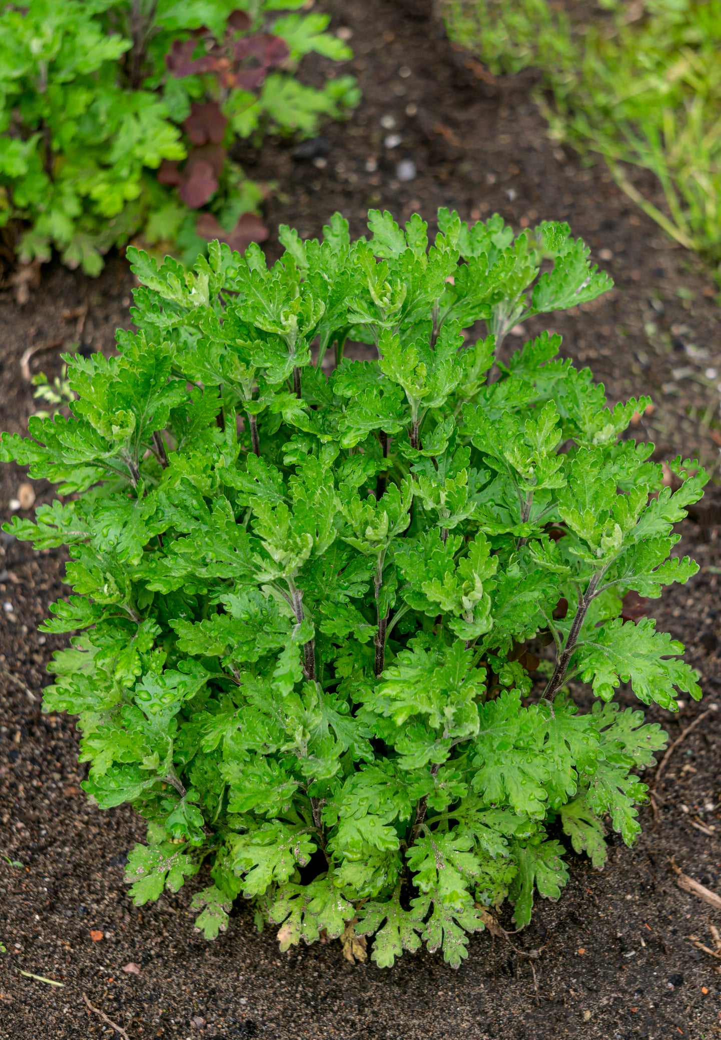Chrysanthemum green bush