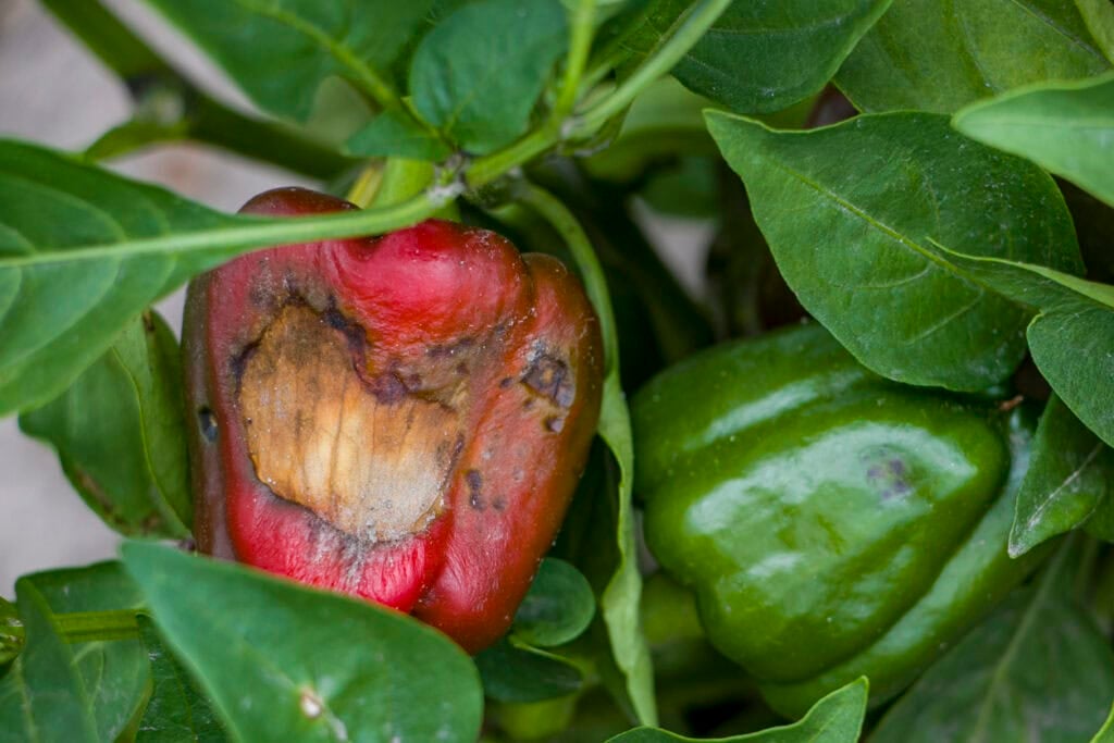 Sunscald peppers
