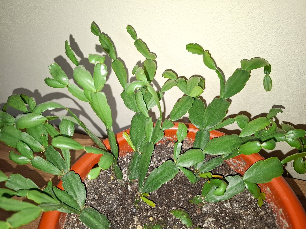 Christmas cactus plant in the pot