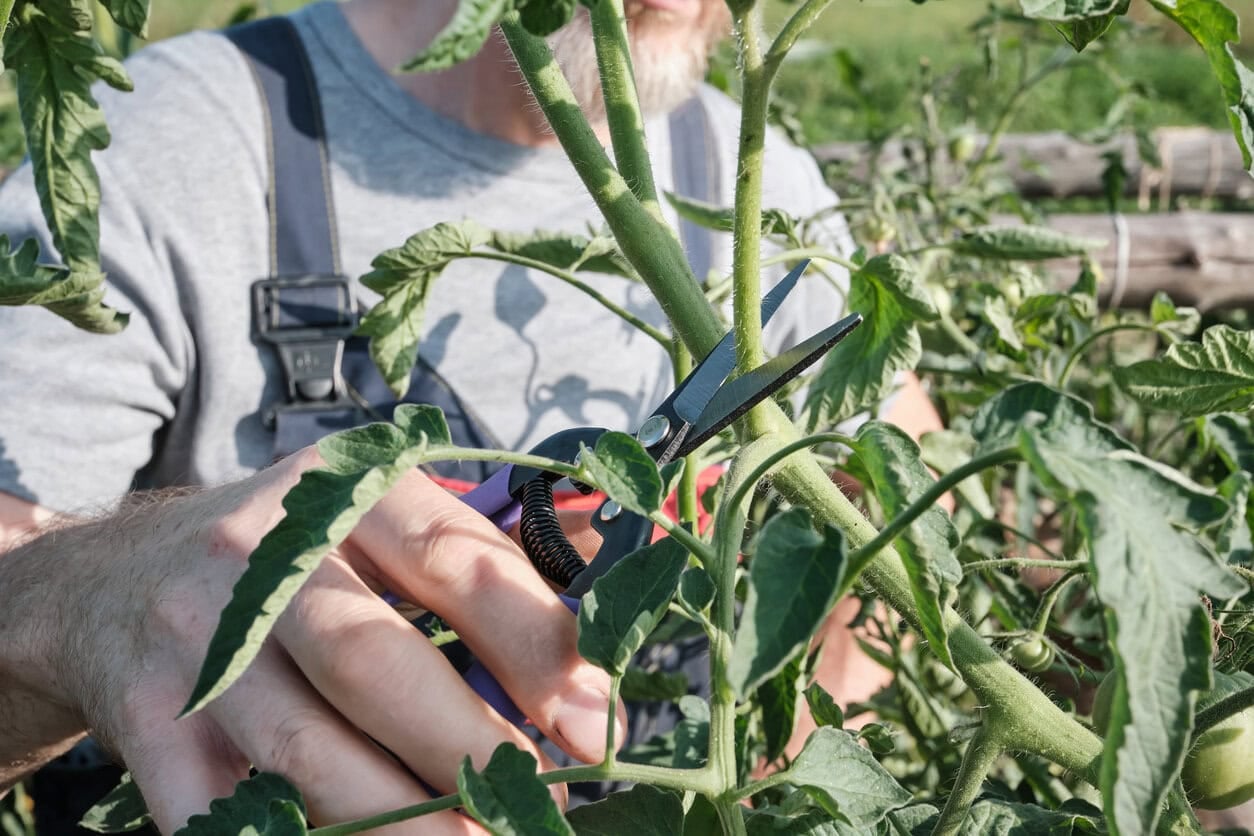Pruning tomato plant