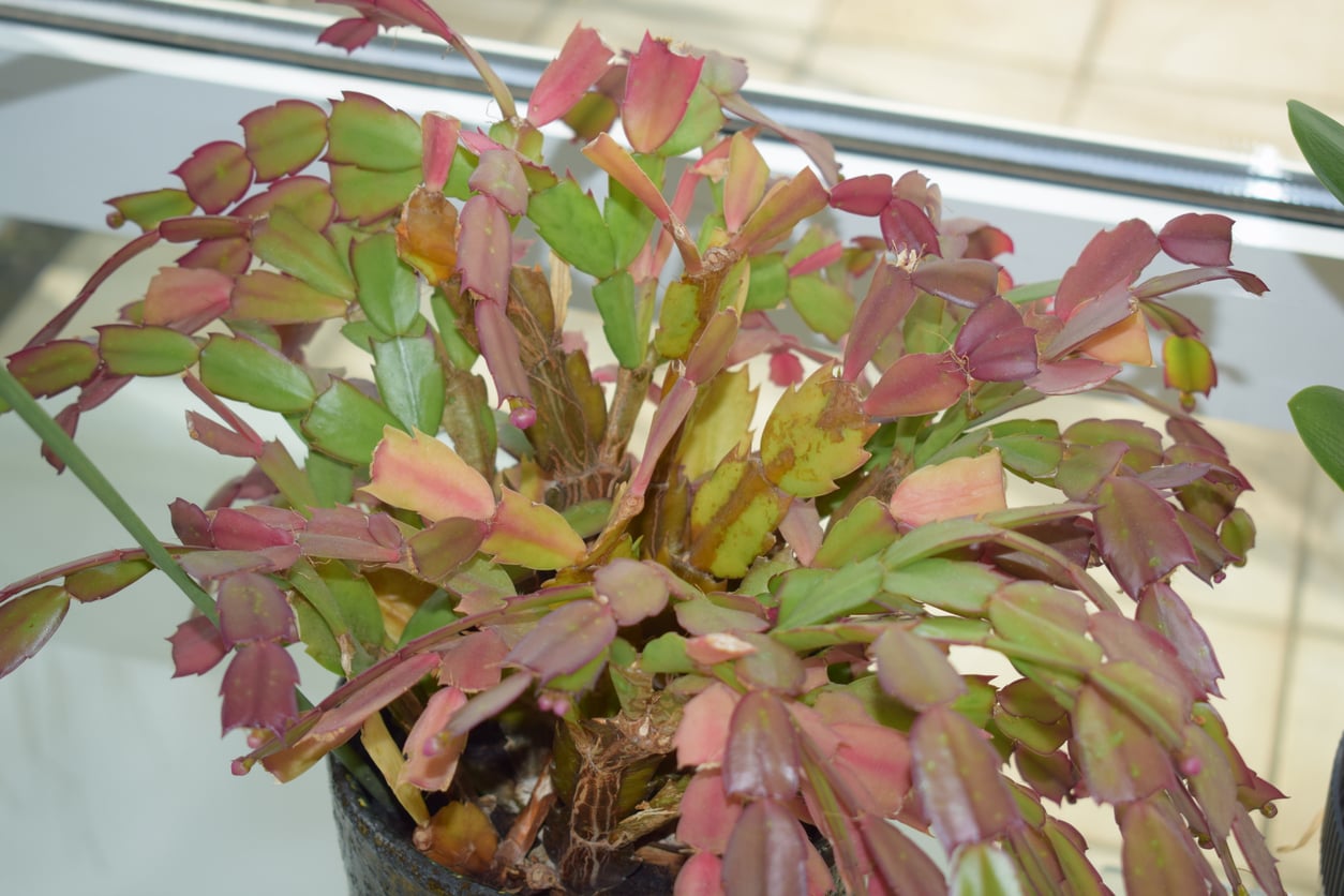 Thanksgiving cactus purple stems