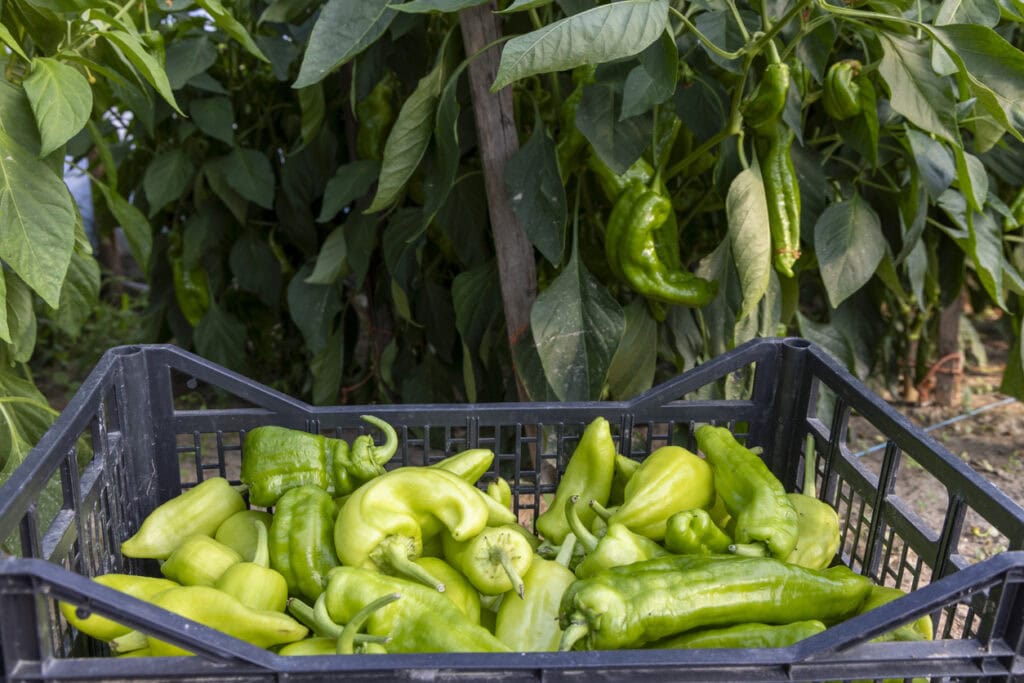 Freshly harvested green peppers