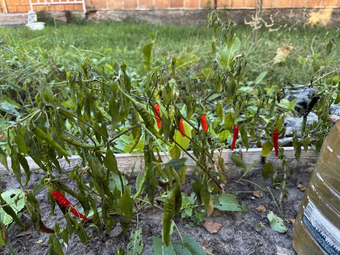 Hot red and green peppers wilting after first frost