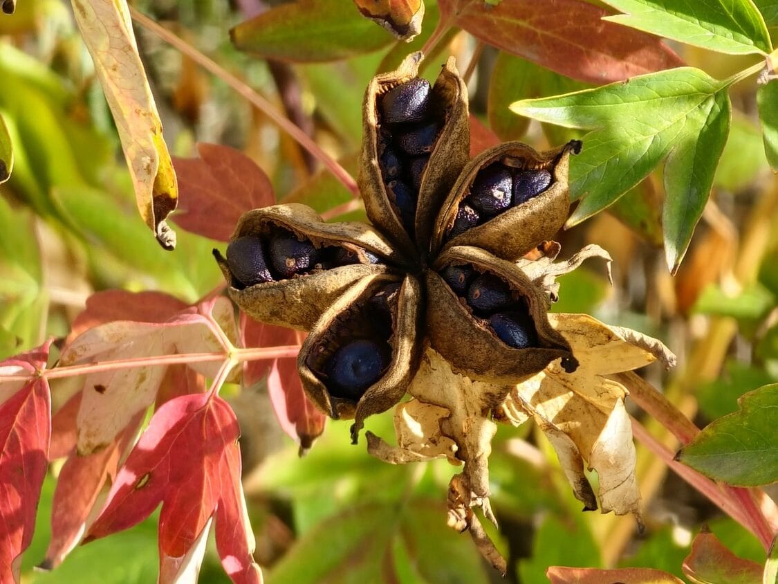 Peony flower tree seed pods