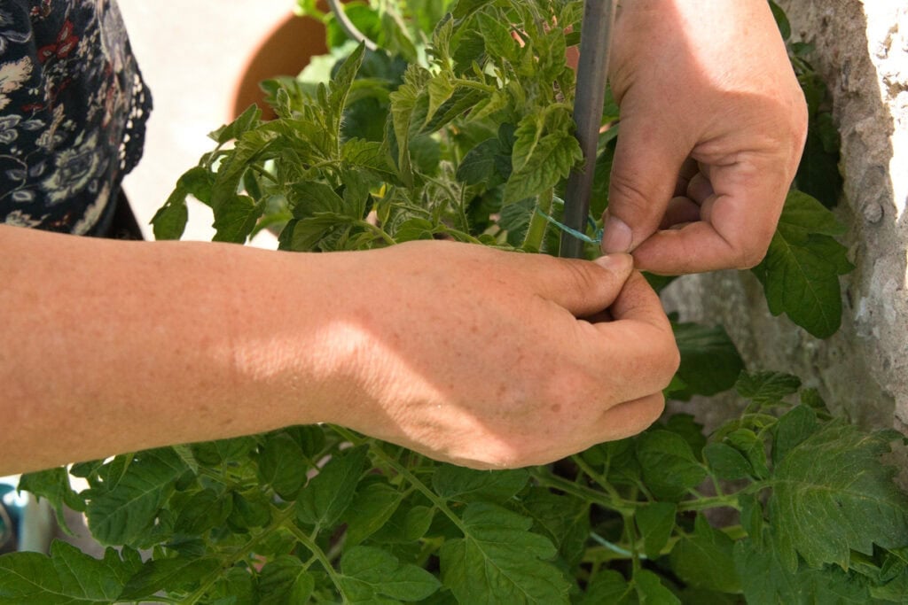 Green twine tie to secure tomato plant