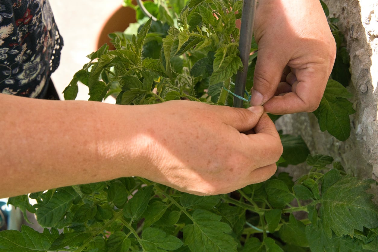 Green twine tie to secure tomato plant
