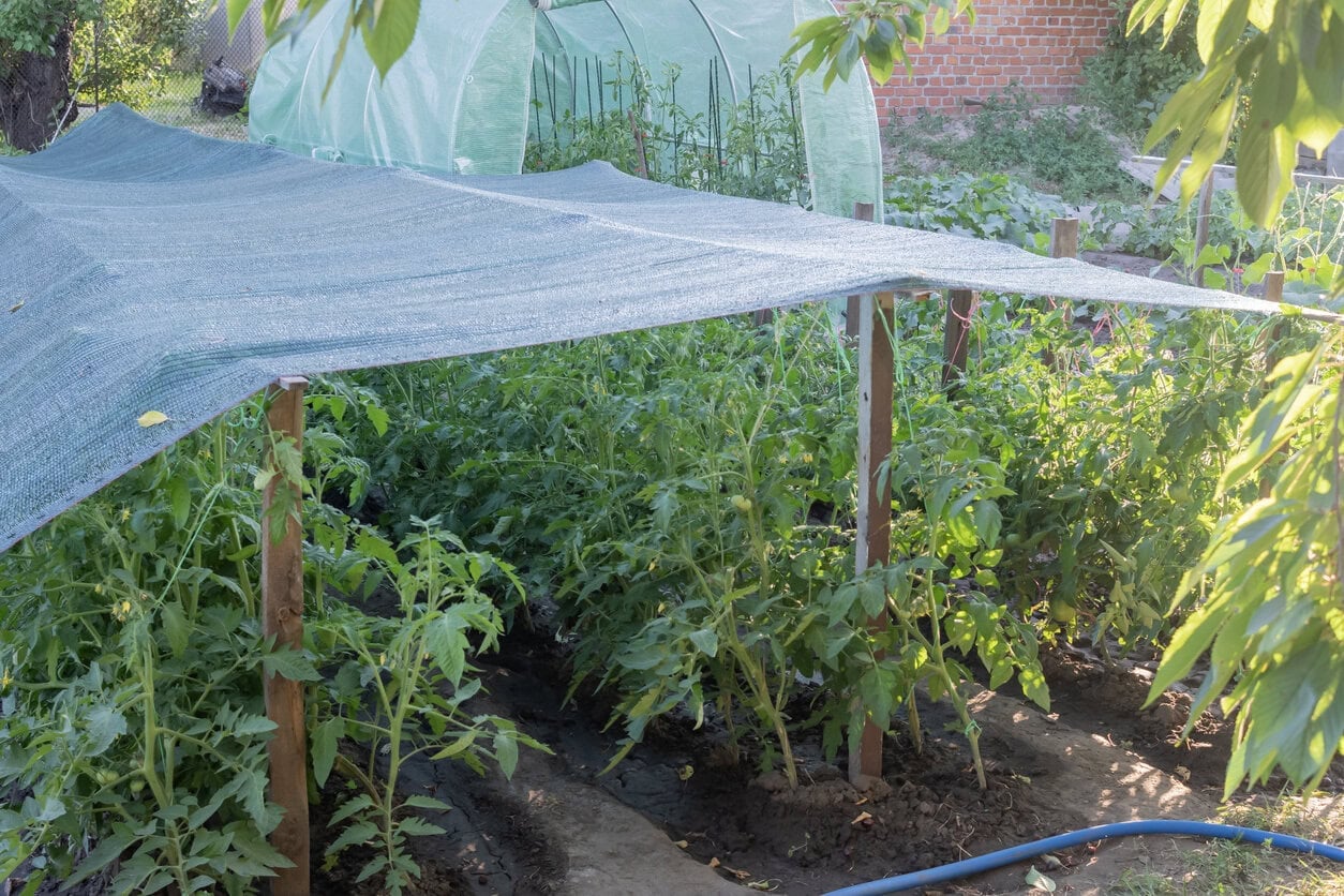 Tomato plant shade cloth sun