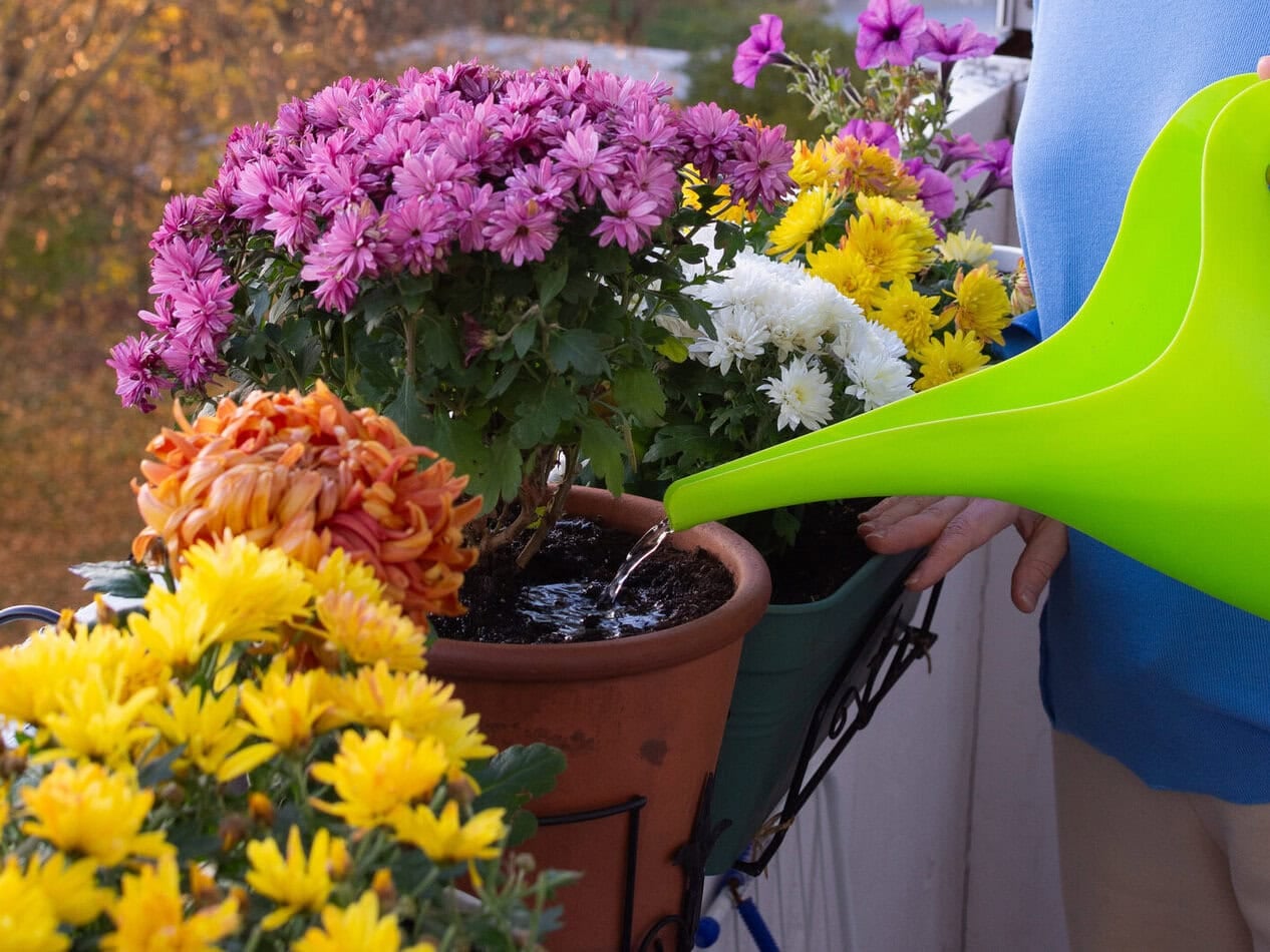Watering potted chrysanthemum
