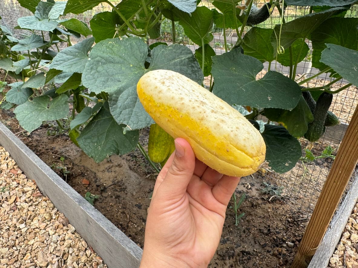 overripe cucumber