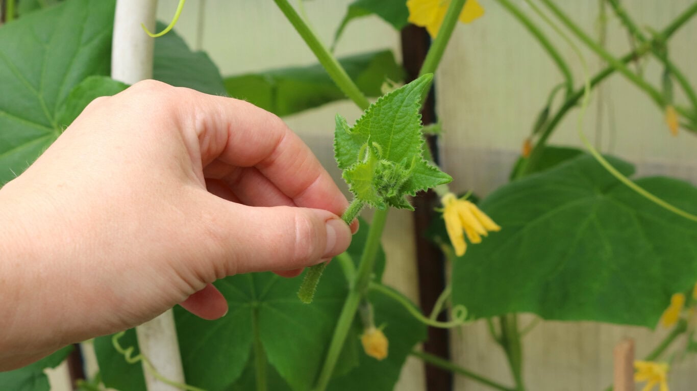 Removing cucumbers secondary shoot (runners)