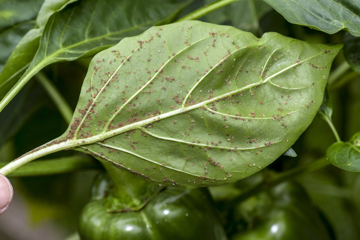 Aphids on pepper plants