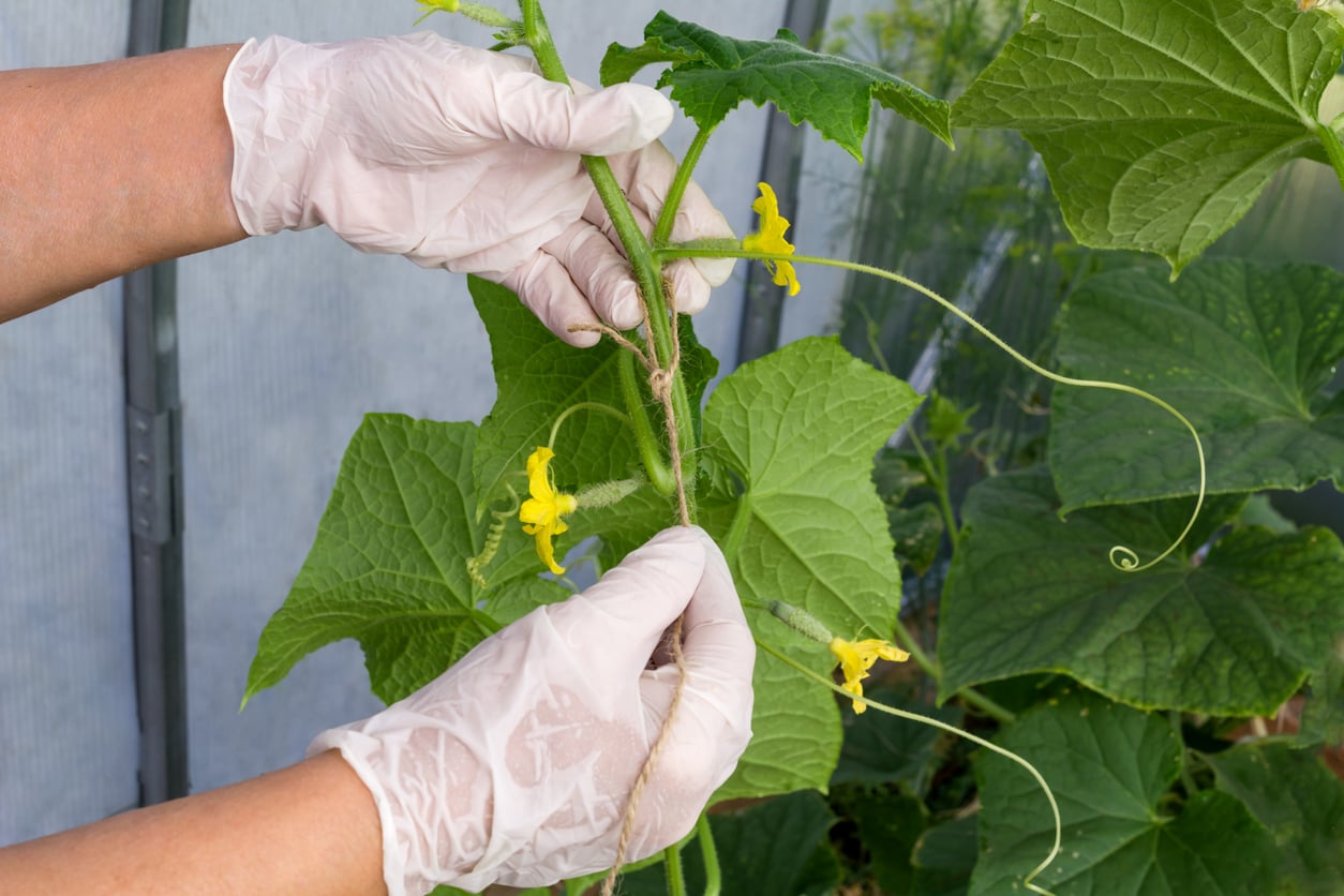 Tie cucumber branch to support