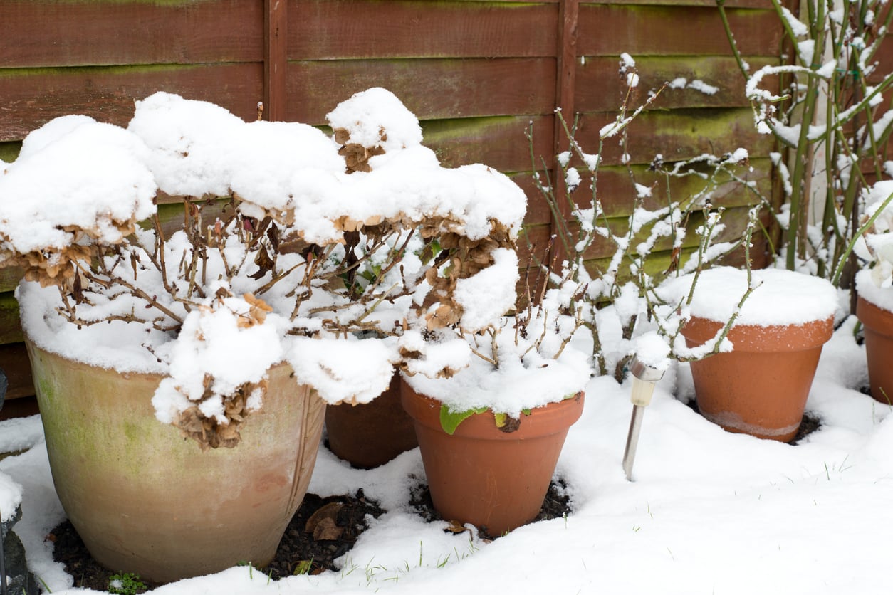 hydrangea covered in snow