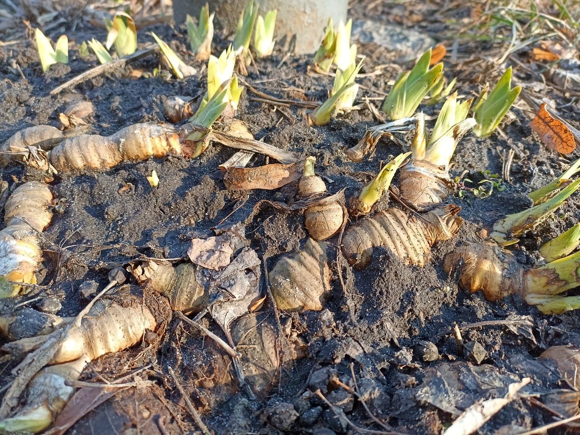 Iris rhizomes